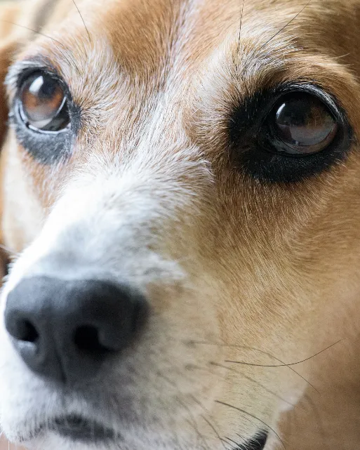 A beagle looking into the camera