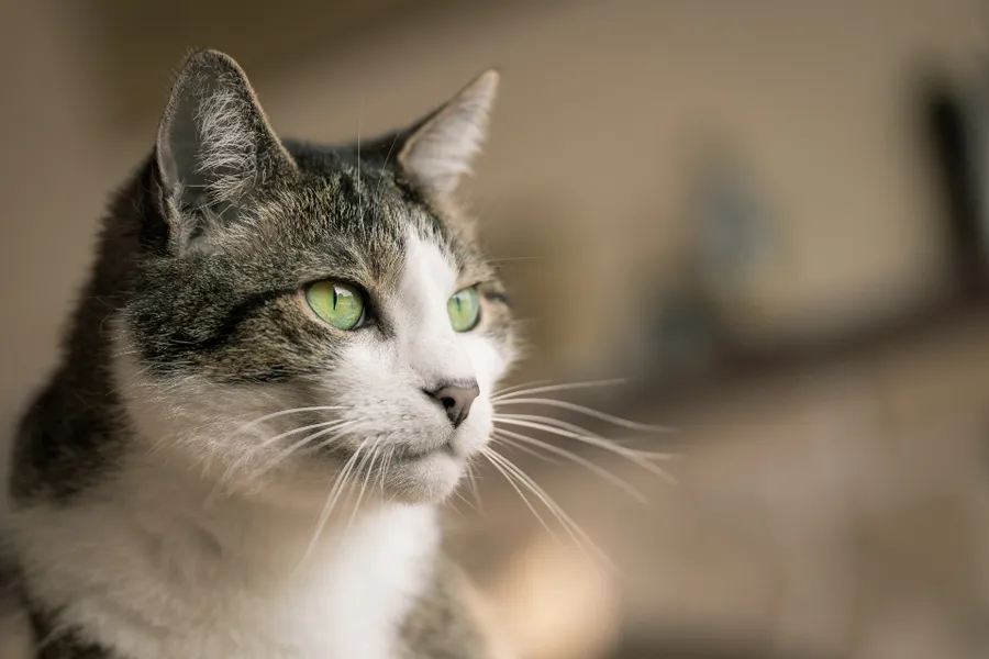 Tabby cat portrait