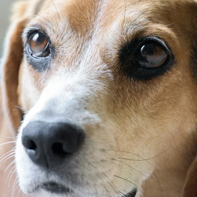 Beagle close-up